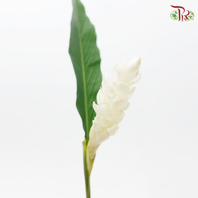 Ginger - White With Leave (5 Stems)-Kenya-prflorist.com.my