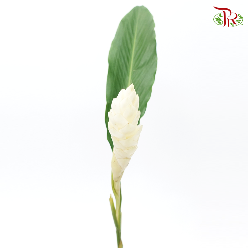 Ginger - White With Leave (5 Stems)-Kenya-prflorist.com.my