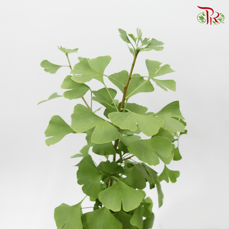 Ginkgobiloba - (Per Bunch)-Green-China-prflorist.com.my