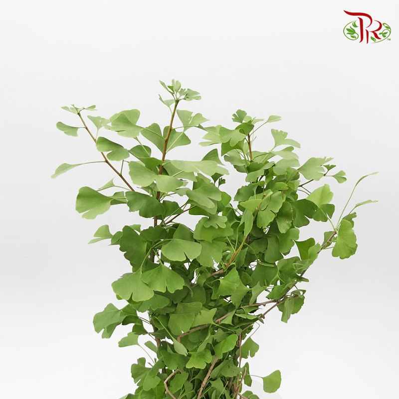 Ginkgobiloba - (Per Bunch)-Green-China-prflorist.com.my