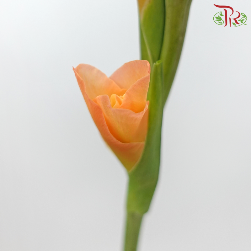 Gladiolus - Blazing Orange (10 Stems)-Blazing Orange-China-prflorist.com.my