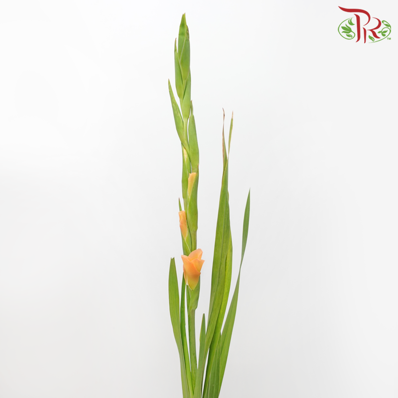 Gladiolus - Blazing Orange (5 Stems)-Blazing Orange-Import-prflorist.com.my
