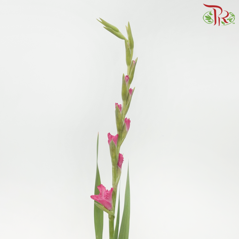 Gladiolus - Cherry Pink (10 Stems)-Dark Pink-Vietnam-prflorist.com.my