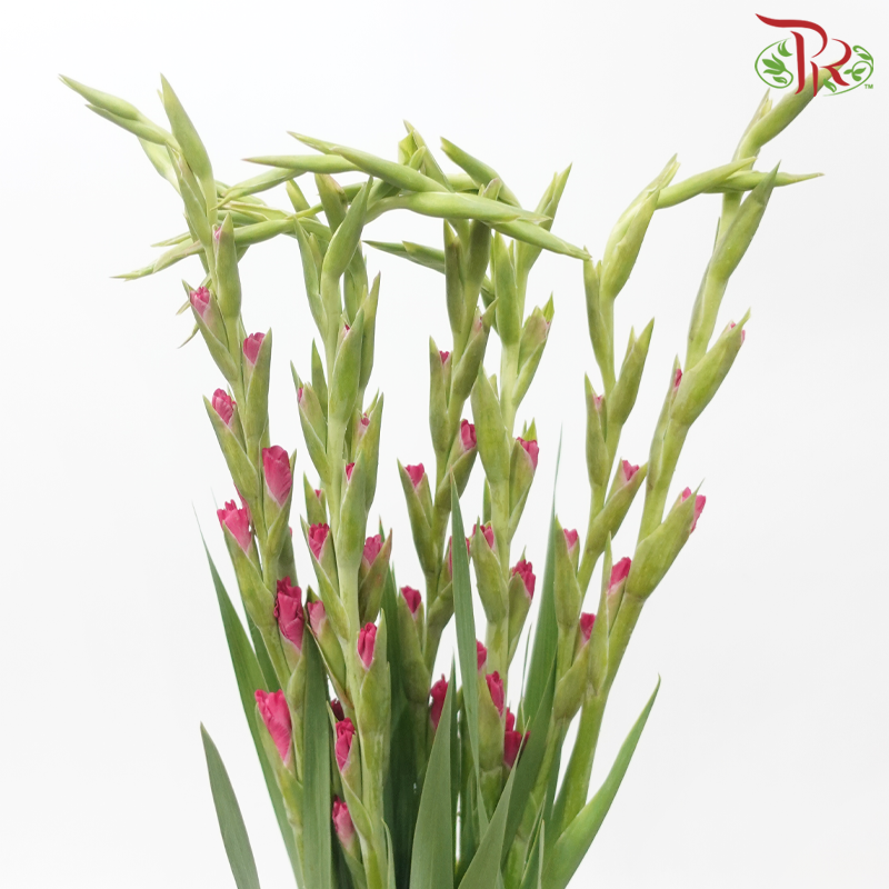 Gladiolus - Cherry Pink (10 Stems)-Dark Pink-Vietnam-prflorist.com.my