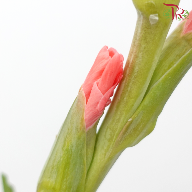 Gladiolus - Coral Pink (5 Stems)-Coral Pink-Import-prflorist.com.my