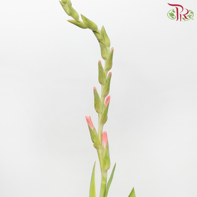 Gladiolus - Coral Pink (5 Stems)-Coral Pink-Import-prflorist.com.my