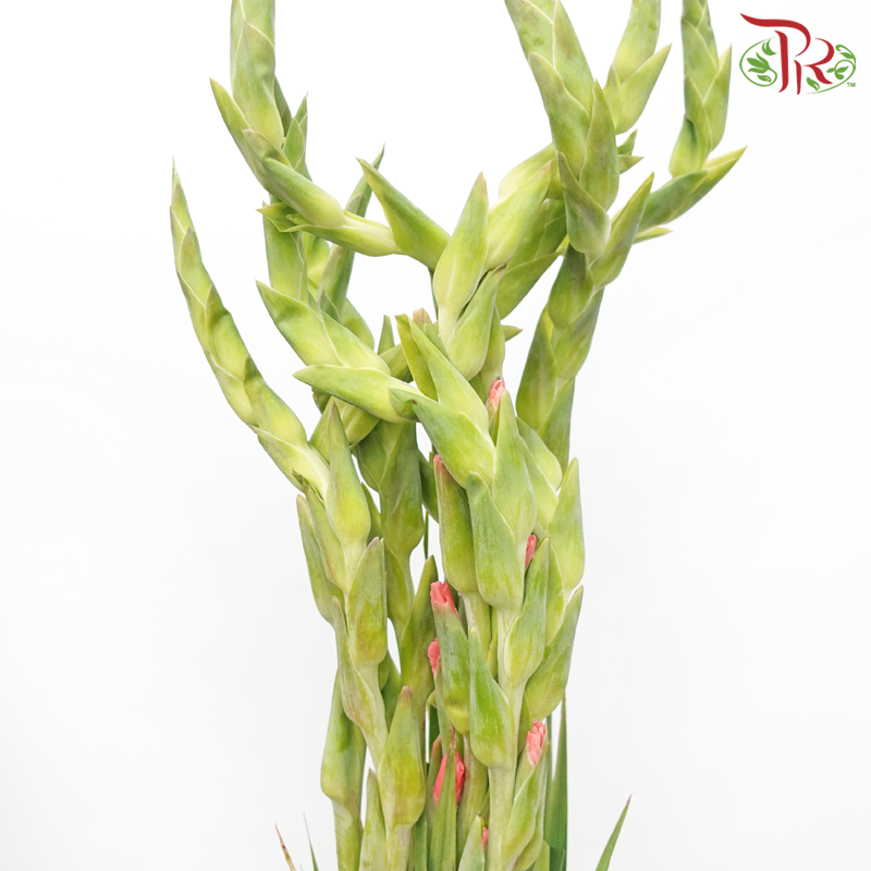 Gladiolus - Coral Pink (5 Stems)-Coral Pink-Import-prflorist.com.my