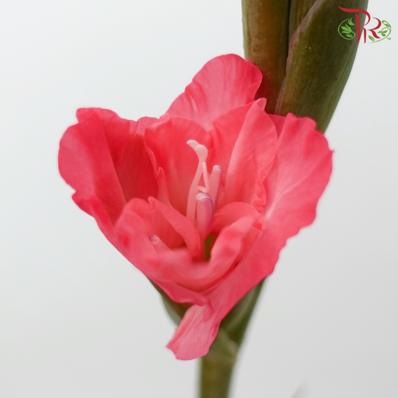 Gladiolus - Coral Pink (9-10 Stems)-Coral Pink-China-prflorist.com.my