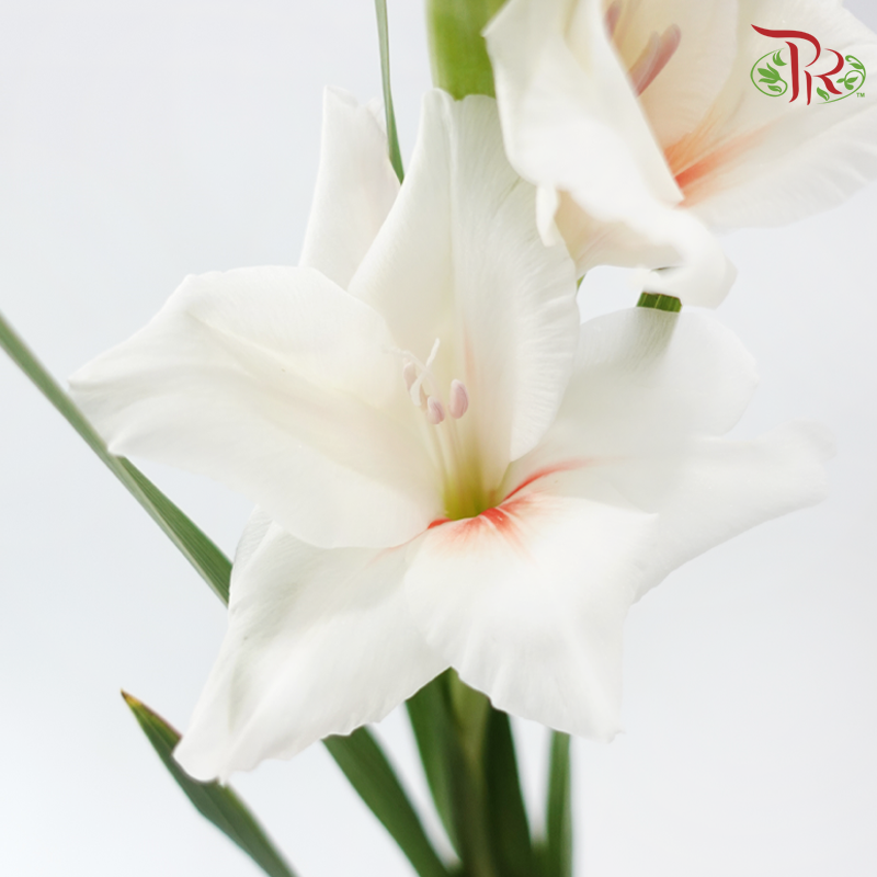 Gladiolus - Cream With Red Heart (9-10 Stems)-White-China-prflorist.com.my