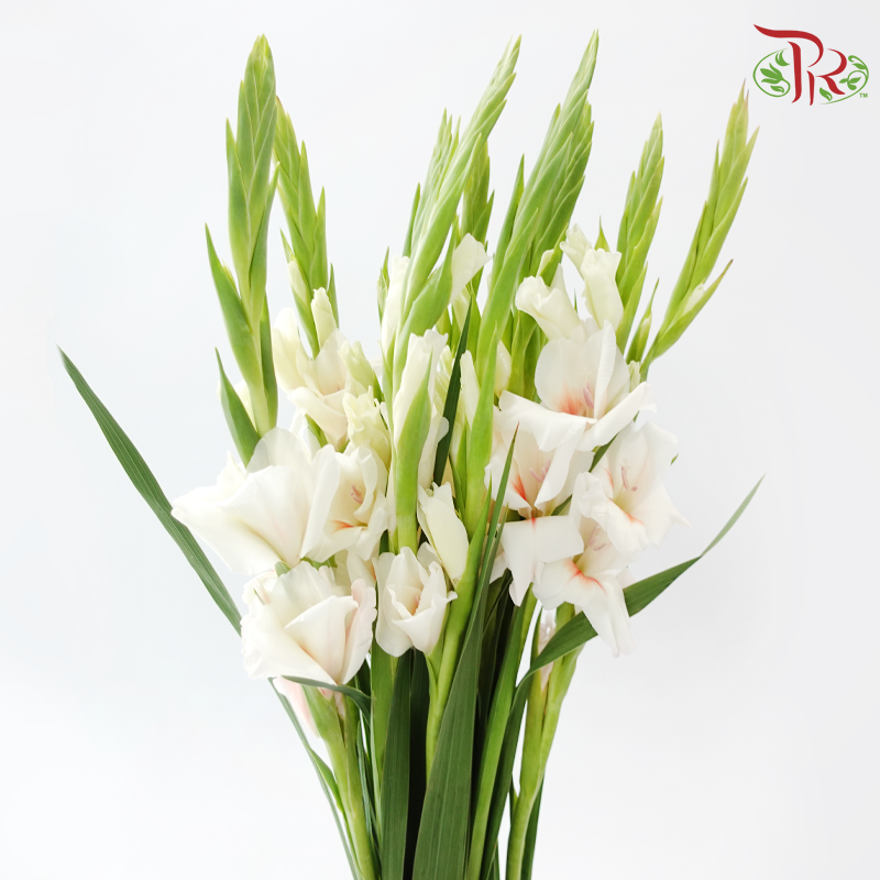 Gladiolus - Cream With Red Heart (9-10 Stems)-White-China-prflorist.com.my