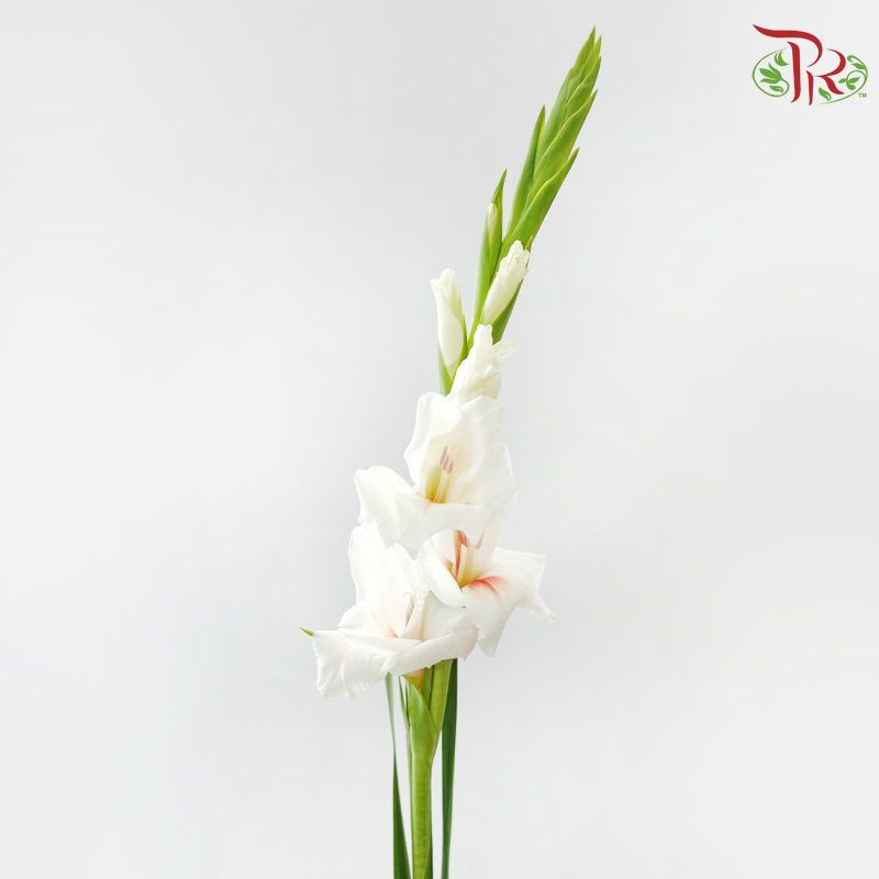 Gladiolus - Cream With Red Heart (9-10 Stems)-White-China-prflorist.com.my
