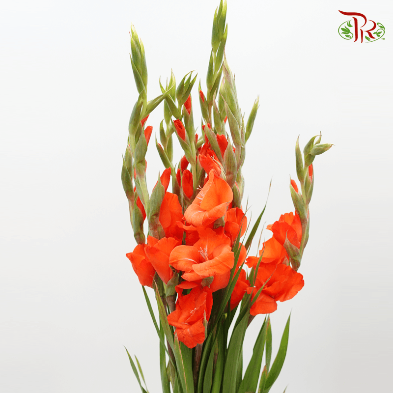 Gladiolus - Dark Orange (5 Stems)-Orange-Import-prflorist.com.my
