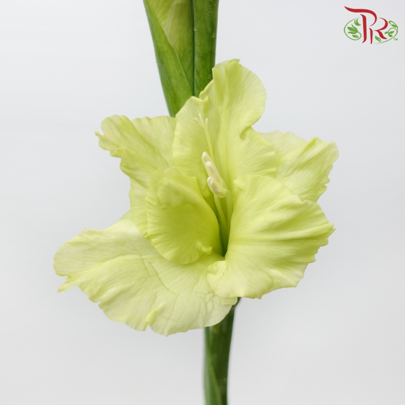 Gladiolus - Green (10 Stems)-Green-Netherland-prflorist.com.my