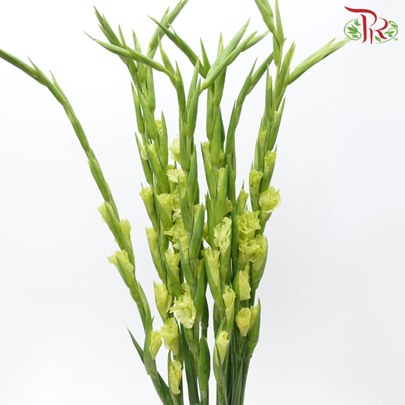 Gladiolus - Green (10 Stems)-Green-Netherland-prflorist.com.my