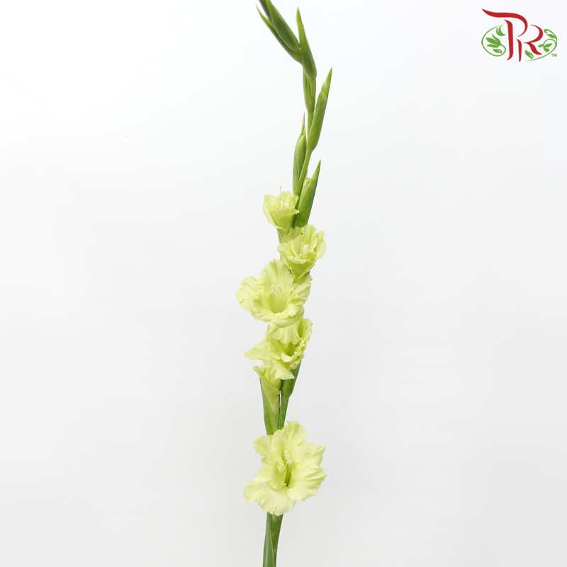Gladiolus - Green (10 Stems)-Green-Netherland-prflorist.com.my