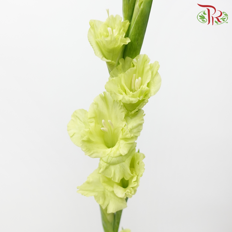 Gladiolus - Green (10 Stems)-Green-Netherland-prflorist.com.my