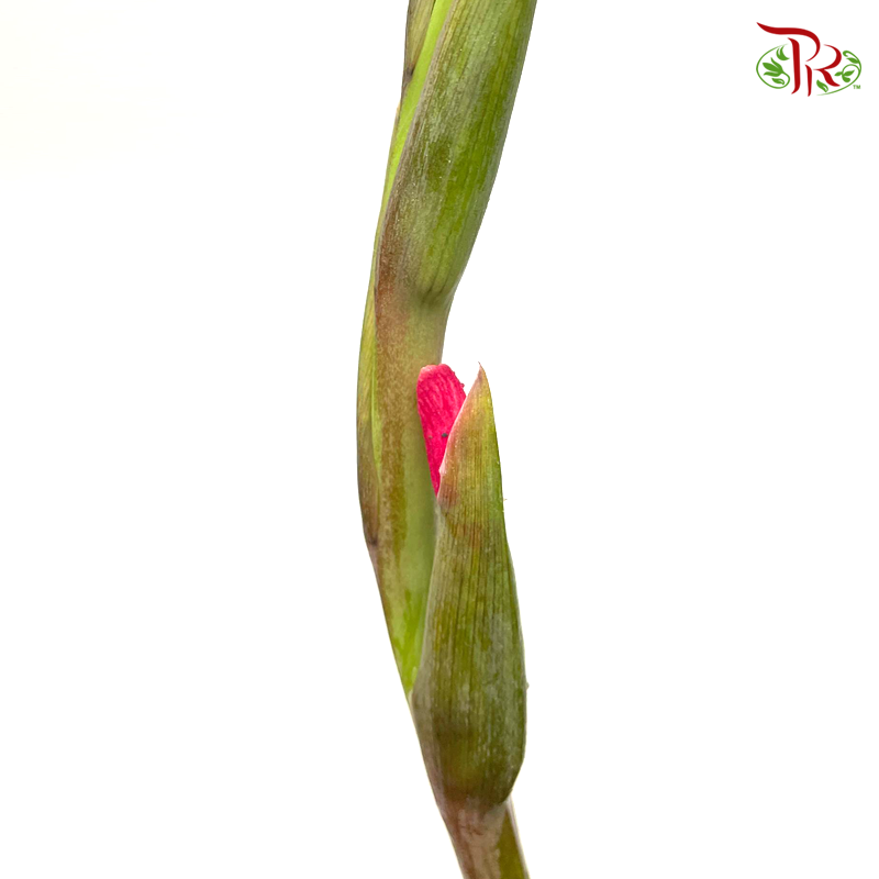 Gladiolus - Hot Pink (5 Stems)-Hot Pink-Import-prflorist.com.my