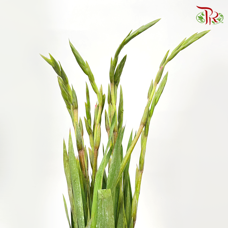 Gladiolus - Hot Pink (5 Stems)-Hot Pink-Import-prflorist.com.my
