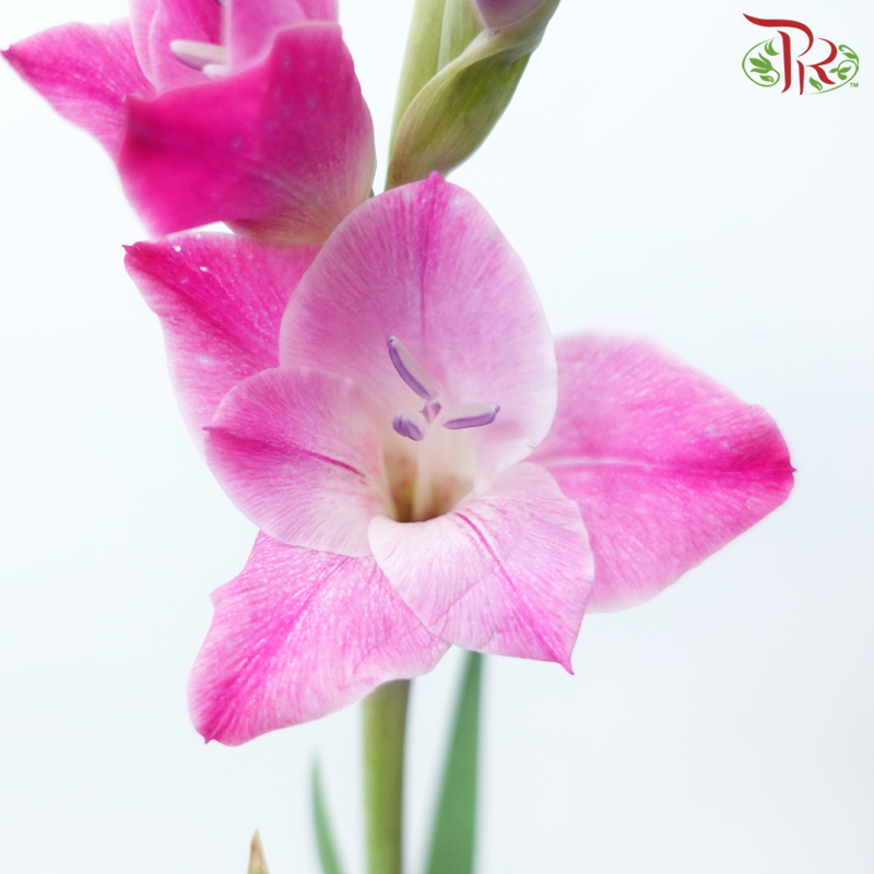 Gladiolus - Imperial Purple (10 Stems)-Purple-Vietnam-prflorist.com.my