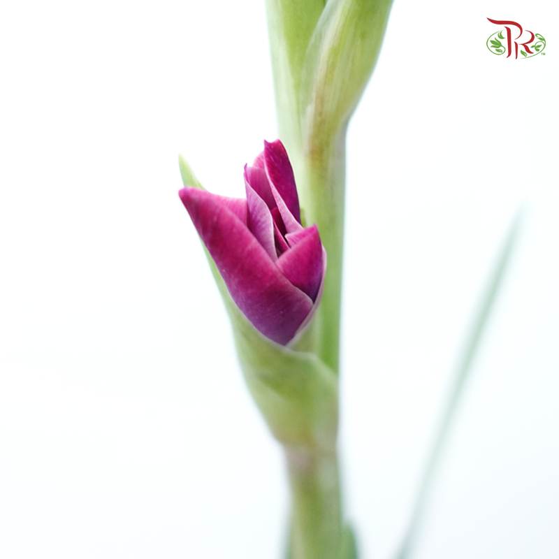 Gladiolus - Imperial Purple (10 Stems)-Purple-Vietnam-prflorist.com.my