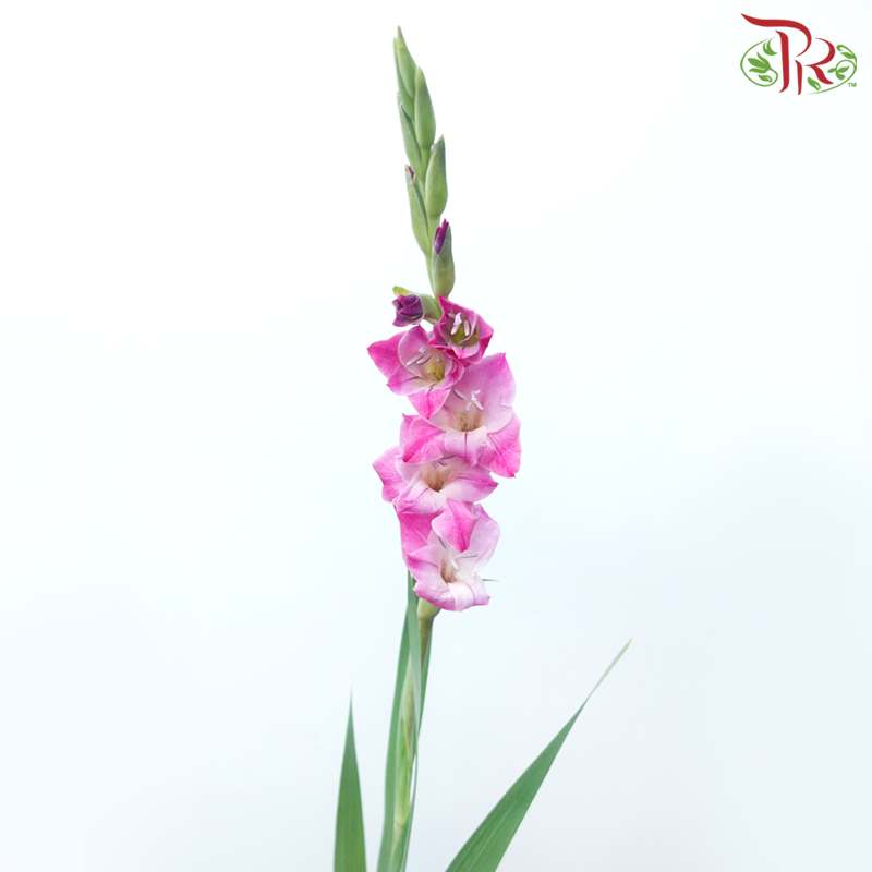 Gladiolus - Imperial Purple (10 Stems)-Purple-Vietnam-prflorist.com.my