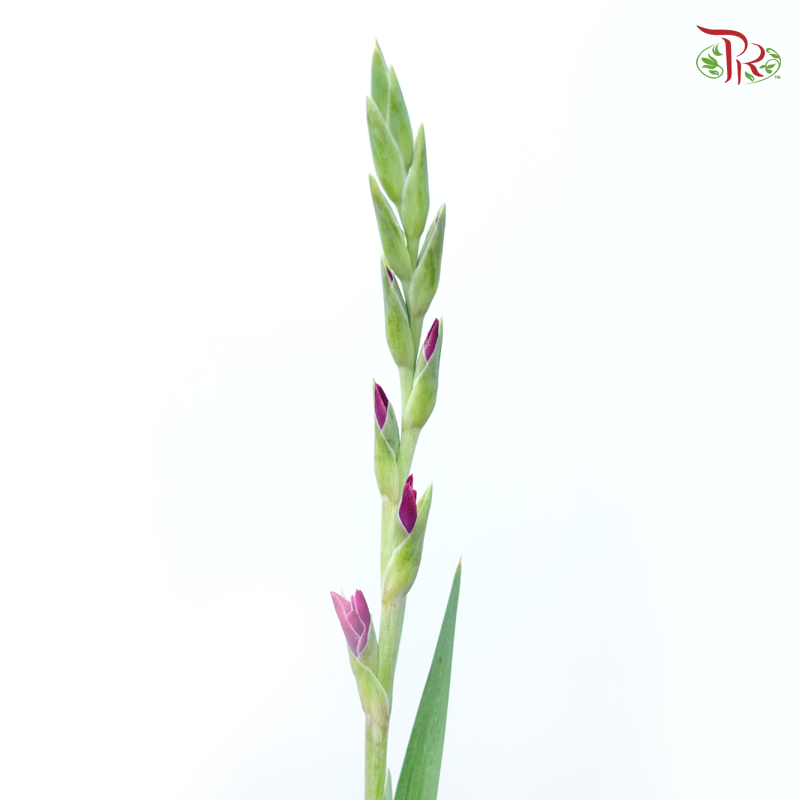 Gladiolus - Imperial Purple (10 Stems)-Purple-Vietnam-prflorist.com.my