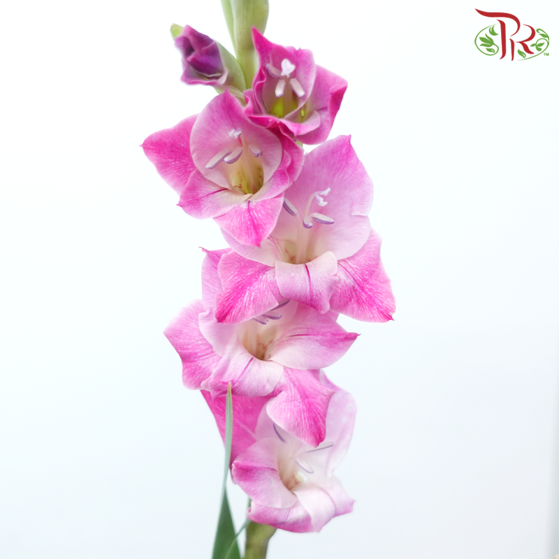 Gladiolus - Imperial Purple (10 Stems)-Purple-Vietnam-prflorist.com.my