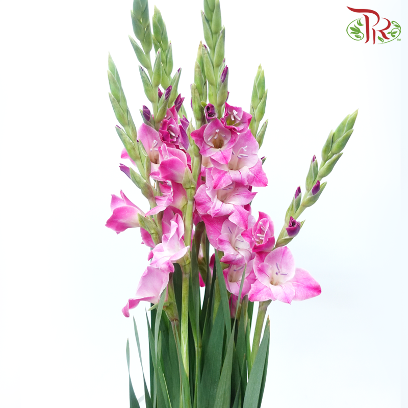 Gladiolus - Imperial Purple (10 Stems)-Purple-Vietnam-prflorist.com.my