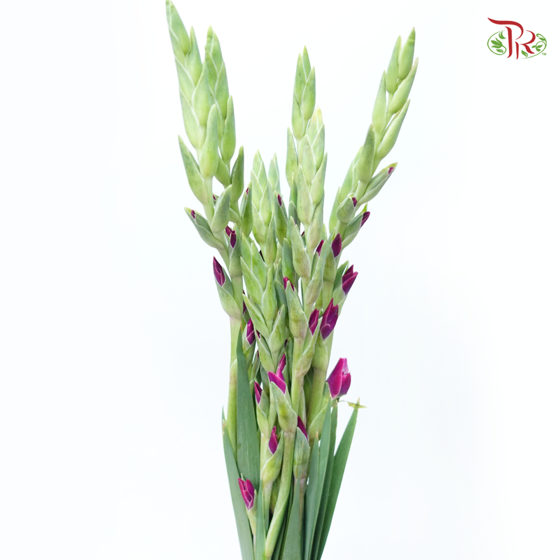 Gladiolus - Imperial Purple (10 Stems)-Purple-Vietnam-prflorist.com.my
