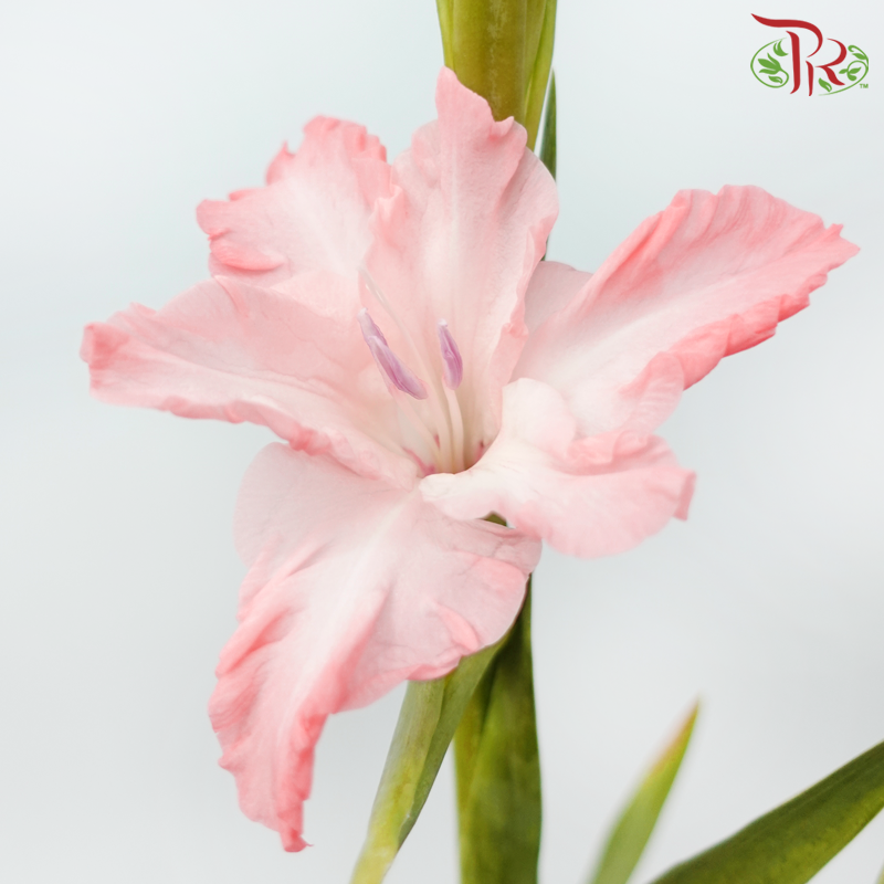 Gladiolus - Light Pink (9-10 Stems)-Coral Pink-China-prflorist.com.my