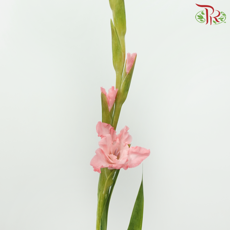 Gladiolus - Light Pink (9-10 Stems)-Coral Pink-China-prflorist.com.my