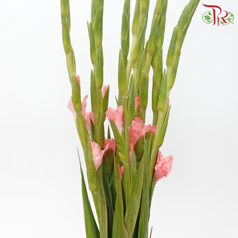 Gladiolus - Light Pink (9-10 Stems)-Coral Pink-China-prflorist.com.my