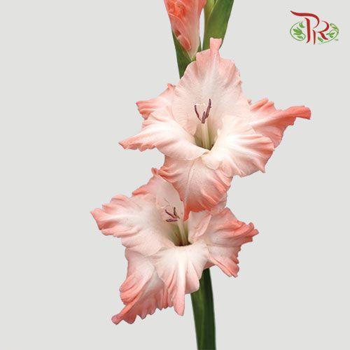 Gladiolus - Light Pink (9-10 Stems)-Pink-Malaysia-prflorist.com.my