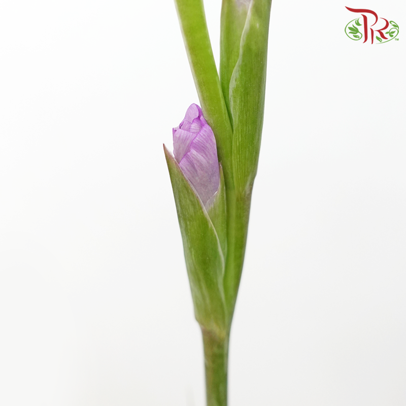 Gladiolus - Light Purple (10 Stems)-Light Purple-Malaysia-prflorist.com.my