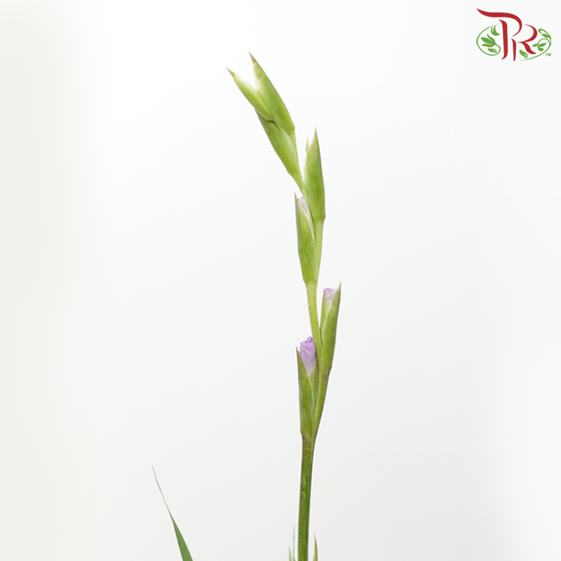 Gladiolus - Light Purple (10 Stems)-Light Purple-Malaysia-prflorist.com.my
