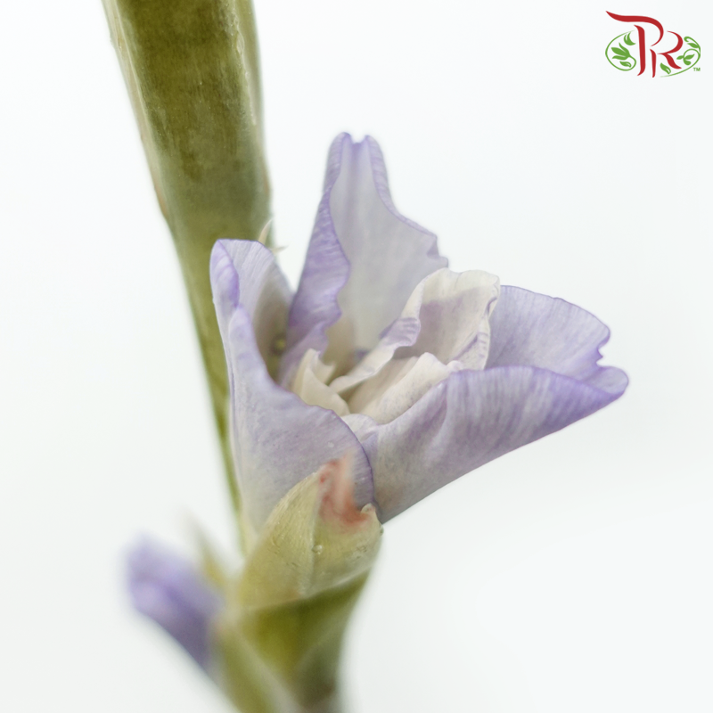 Gladiolus - Light Purple (9-10 Stems)-Purple-China-prflorist.com.my