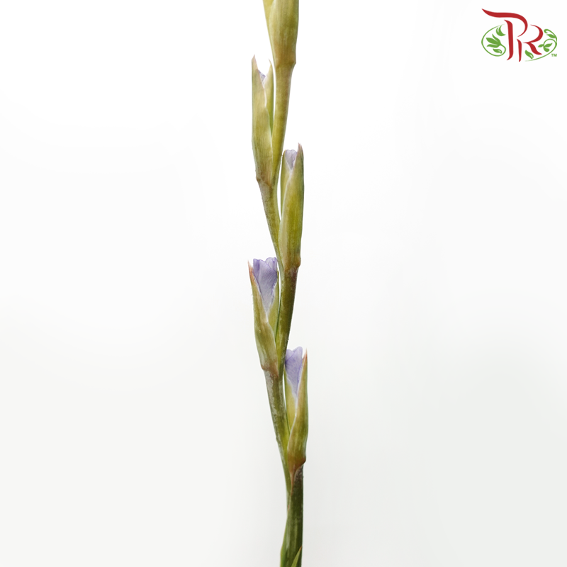 Gladiolus - Light Purple (9-10 Stems)-Purple-China-prflorist.com.my