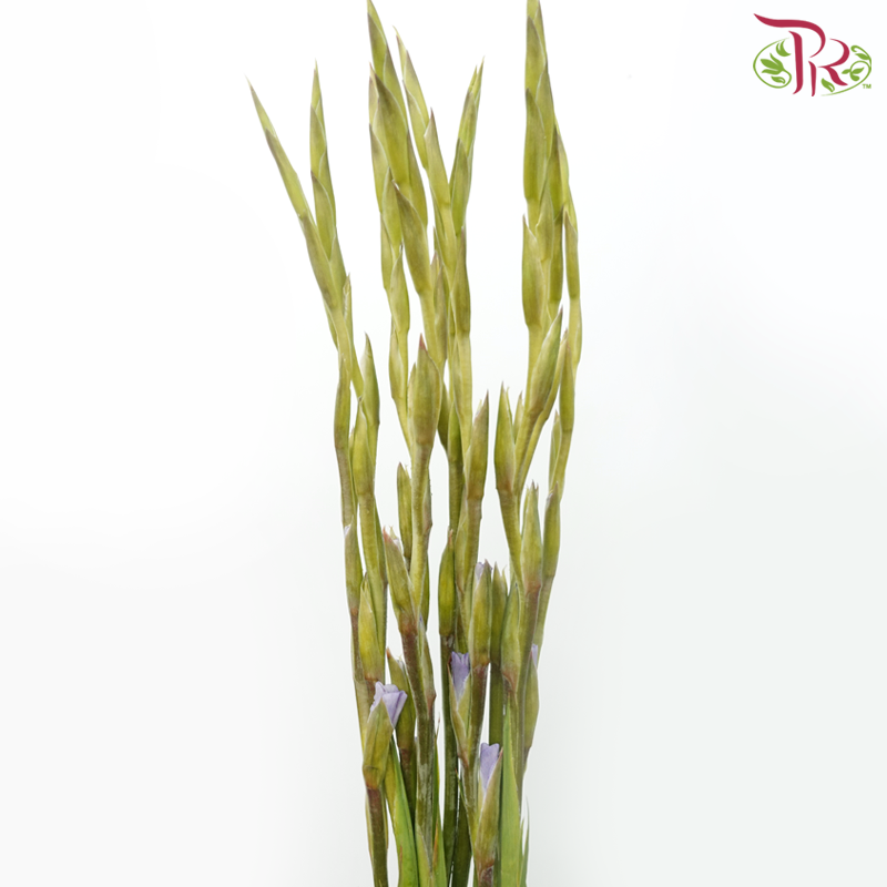 Gladiolus - Light Purple (9-10 Stems)-Purple-China-prflorist.com.my