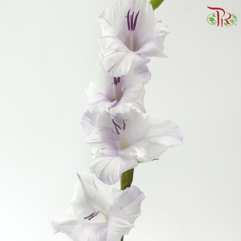 Gladiolus - Light Purple (9-10 Stems)-Purple-China-prflorist.com.my