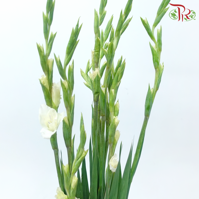 Gladiolus - Light Yellowish Cream (10 Stems)-Light Yellow-Vietnam-prflorist.com.my