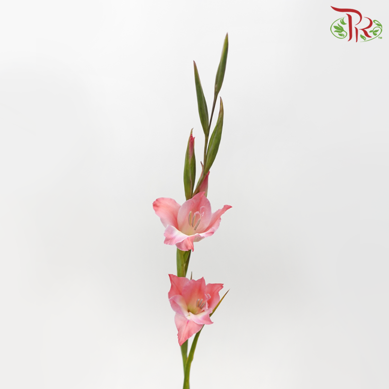 Gladiolus Mini - Coral Pink (10 Stems)-Pink-Netherland-prflorist.com.my
