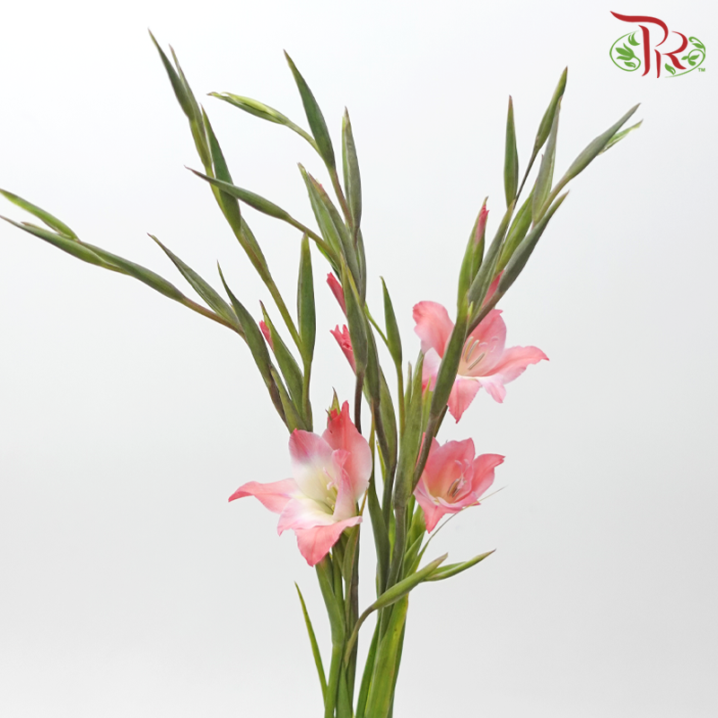Gladiolus Mini - Coral Pink (10 Stems)-Pink-Netherland-prflorist.com.my