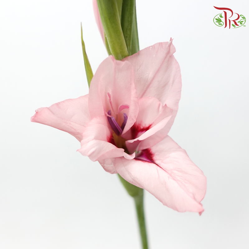 Gladiolus Mini - Light Pink (10 Stems)-Pink-Netherland-prflorist.com.my