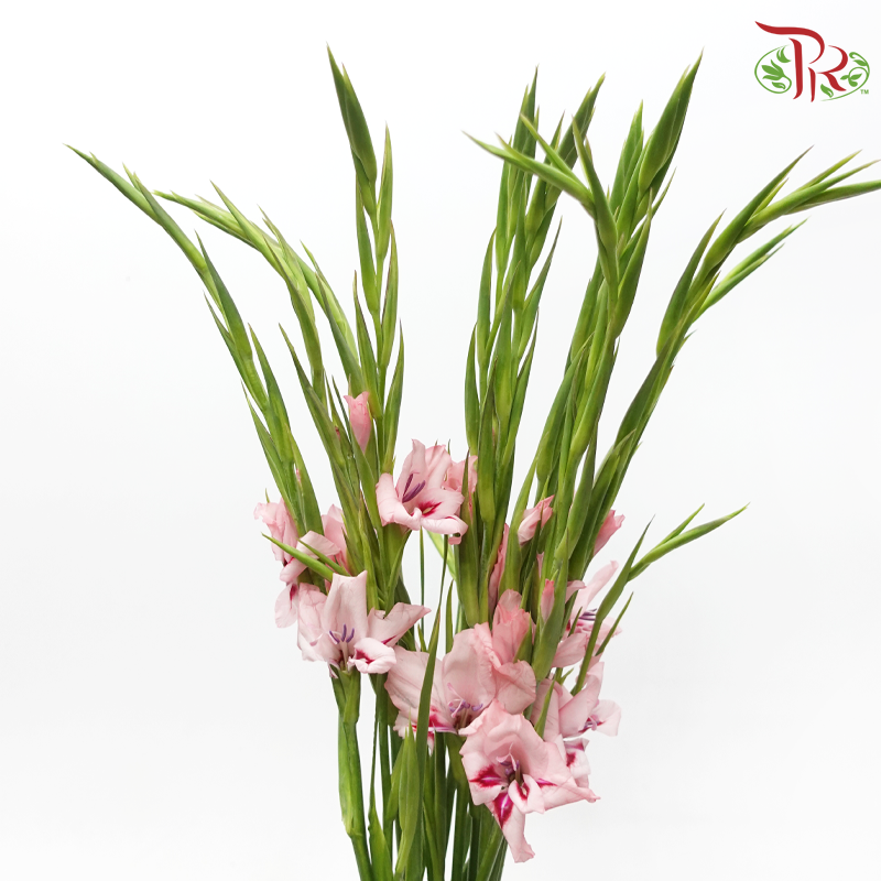 Gladiolus Mini - Light Pink (10 Stems)-Pink-Netherland-prflorist.com.my