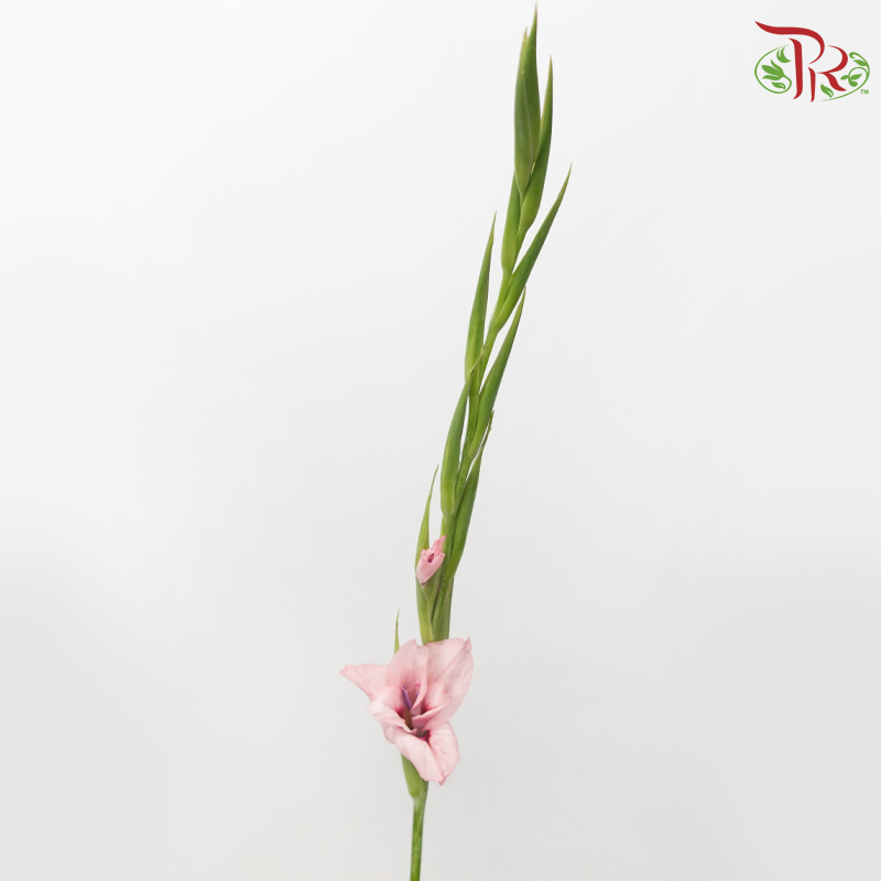 Gladiolus Mini - Light Pink (10 Stems)-Pink-Netherland-prflorist.com.my