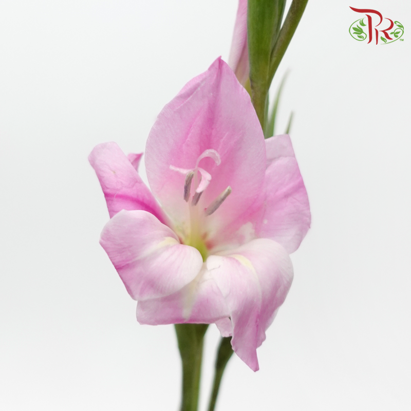 Gladiolus Mini - Pink (10 Stems)-Pink-Netherland-prflorist.com.my