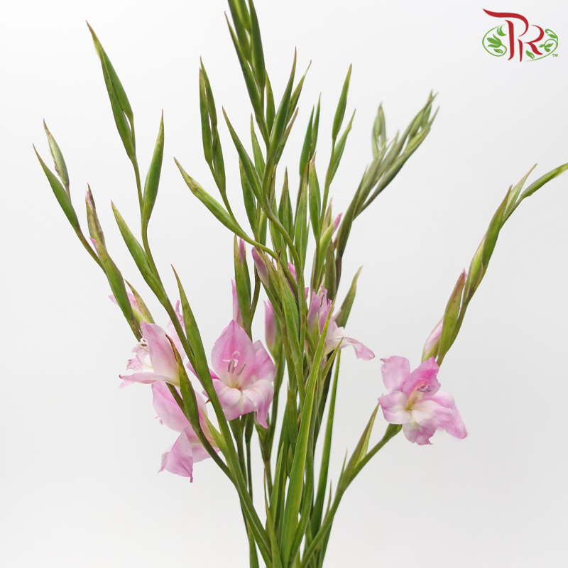 Gladiolus Mini - Pink (10 Stems)-Pink-Netherland-prflorist.com.my