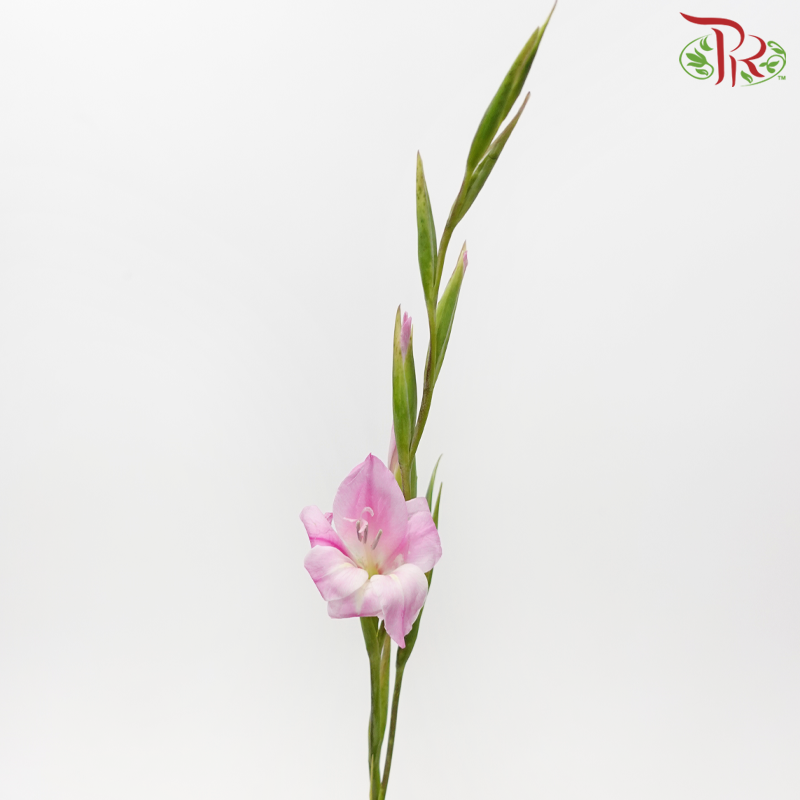 Gladiolus Mini - Pink (10 Stems)-Pink-Netherland-prflorist.com.my