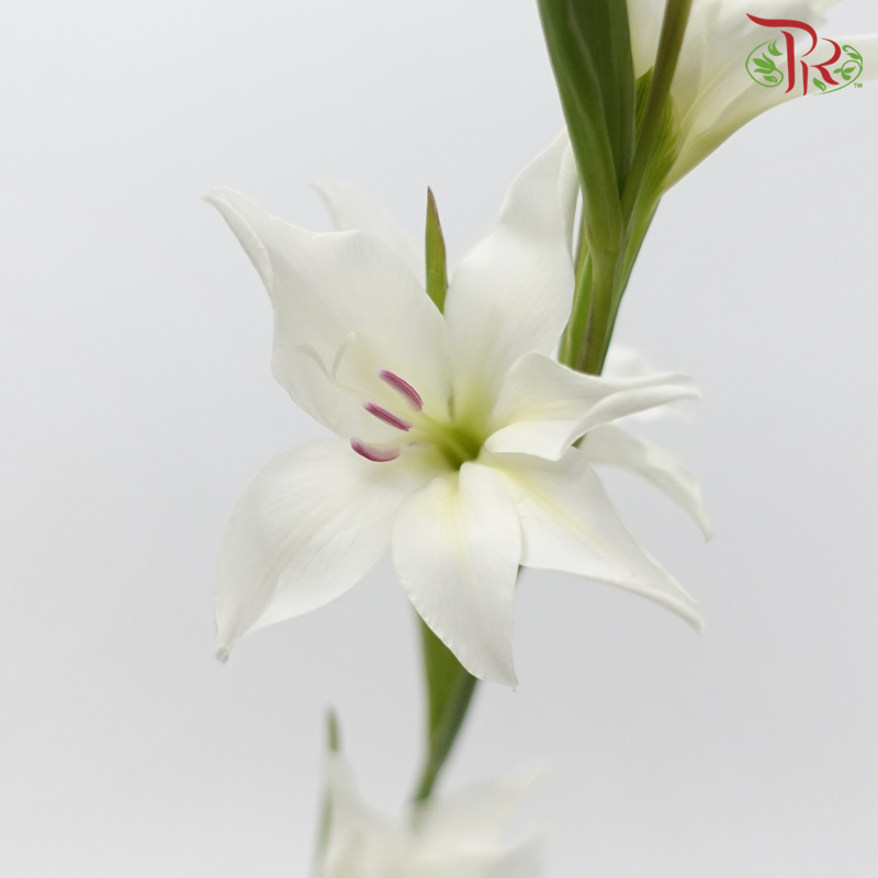 Gladiolus Mini - White (10 Stems)-White-Netherland-prflorist.com.my