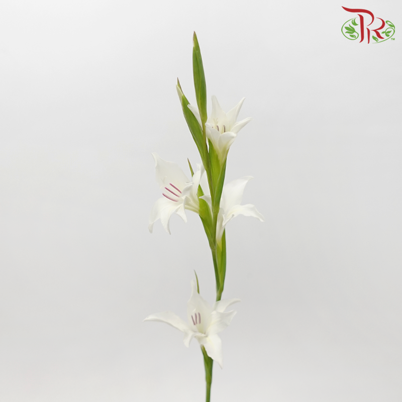 Gladiolus Mini - White (10 Stems)-White-Netherland-prflorist.com.my